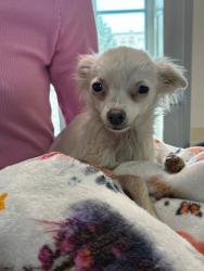 Shelter Stray Female Dog last seen Near BLOCK N ELIZABETH ST, PUEBLO CO 81003, Pueblo, CO 81008