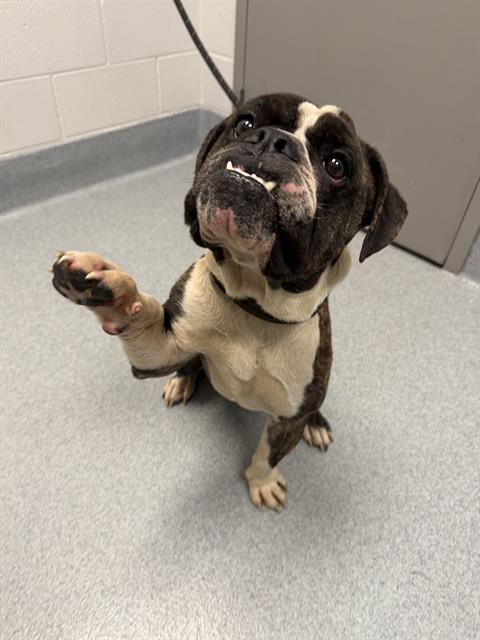 Shelter Stray Male Dog last seen Near , Indianapolis, IN 46221