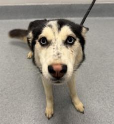 Shelter Stray Female Dog last seen Near , Indianapolis, IN 46221