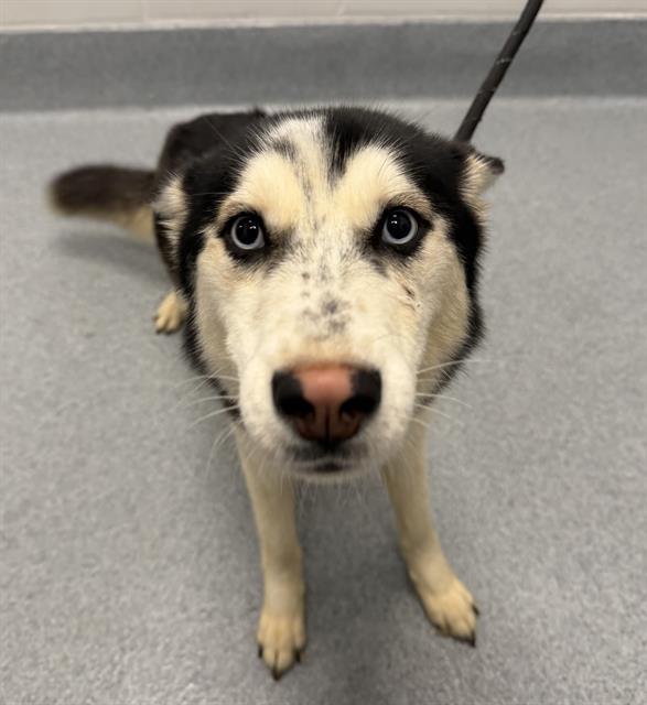 Shelter Stray Female Dog last seen Near , Indianapolis, IN 46221