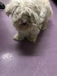 Shelter Stray Female Dog last seen Near BLK W 48TH ST, LONG BEACH, CA 90805, Long Beach, CA 90815