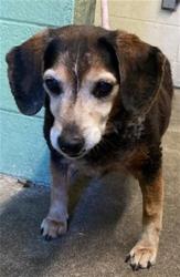 Shelter Stray Male Dog last seen BRIDGEFORD DR & EDMONTON DR, Sacramento, CA 95818