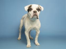 Shelter Stray Male Dog last seen 14TH AVE HATCHER, Phoenix, AZ 85008