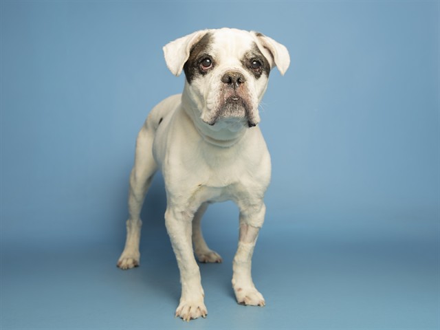 Shelter Stray Male Dog last seen 14TH AVE HATCHER, Phoenix, AZ 85008