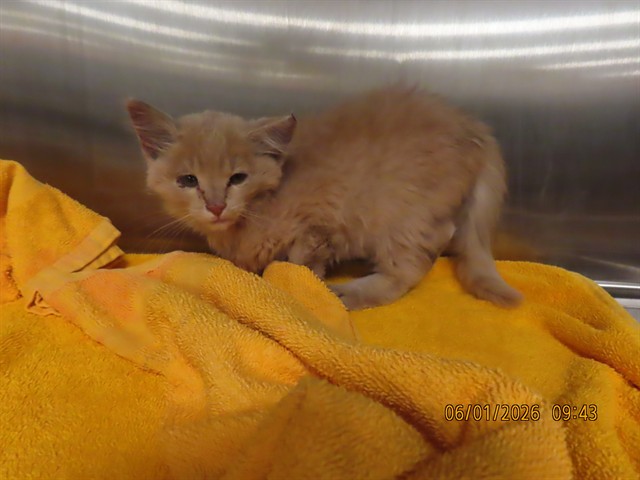 Shelter Stray Male Cat last seen Near BLOCK W ORCHARD WAY, Phoenix, AZ 85008