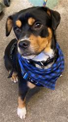 Shelter Stray Male Dog last seen DIXIEANNE AVE & OAKMONT ST, Sacramento, CA 95818