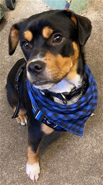 Shelter Stray Male Dog last seen DIXIEANNE AVE & OAKMONT ST, Sacramento, CA 95818
