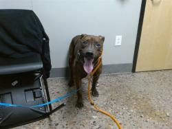 Shelter Stray Male Dog last seen , Phoenix, AZ 85008