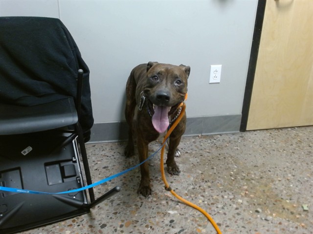 Shelter Stray Male Dog last seen , Phoenix, AZ 85008