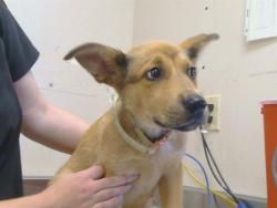 Shelter Stray Female Dog last seen SHADOW LN/AUBURN BLVD, 95621, Sacramento, CA 95827