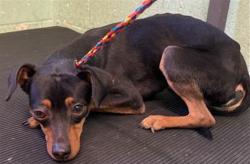 Shelter Stray Male Dog last seen 19TH ST & F ST, Sacramento, CA 95818