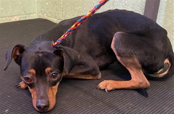 Shelter Stray Male Dog last seen 19TH ST & F ST, Sacramento, CA 95818