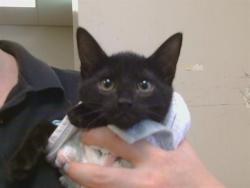 Shelter Stray Female Cat last seen MCROBERTS DR/DUSHHAM CIR, 95655, Sacramento, CA 95827