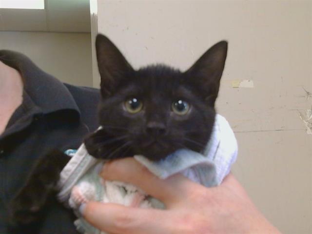 Shelter Stray Female Cat last seen MCROBERTS DR/DUSHHAM CIR, 95655, Sacramento, CA 95827