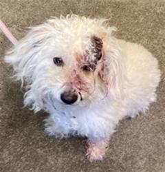 Shelter Stray Female Dog last seen POWER INN RD & FRUITRIDGE RD, Sacramento, CA 95818