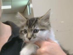 Shelter Stray Male Cat last seen GOETHE RD/MAYHEW RD, 95826, Sacramento, CA 95827