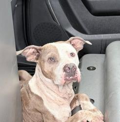 Shelter Stray Female Dog last seen Near BLOCK SW 5 CT, N LAUDERDALE FL 33068, Davie, FL 33312