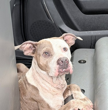 Shelter Stray Female Dog last seen Near BLOCK SW 5 CT, N LAUDERDALE FL 33068, Davie, FL 33312