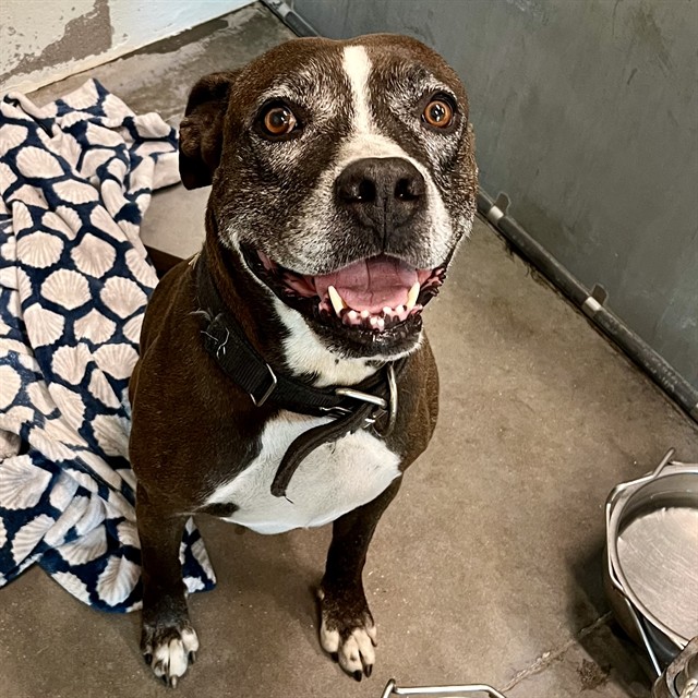 Shelter Stray Male Dog last seen TUSCANOOGA RD/HONEYCUT RD, Deer Island, FL 32778