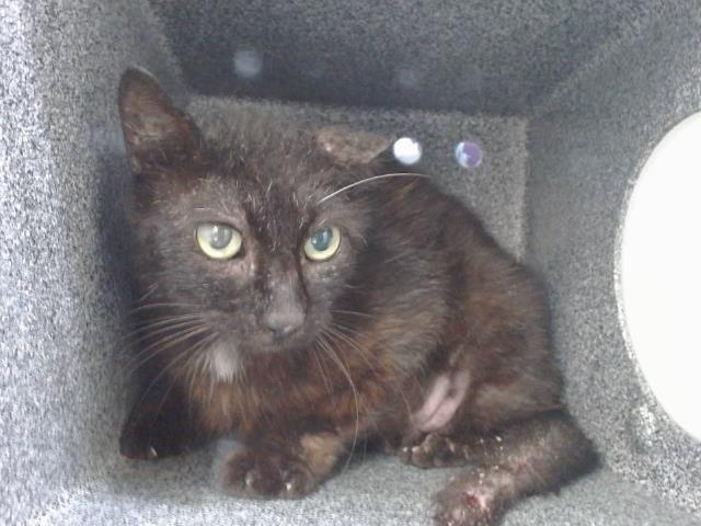 Shelter Stray Female Cat last seen , Orlando, FL 32839