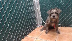 Shelter Stray Male Dog last seen , Downey, CA 90242