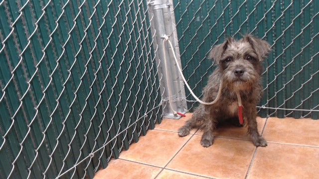 Shelter Stray Male Dog last seen , Downey, CA 90242