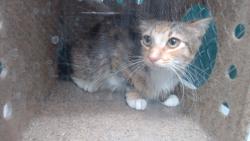 Shelter Stray Female Cat last seen , Downey, CA 90242