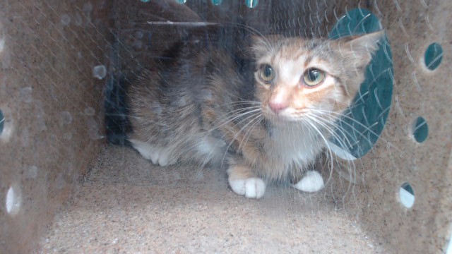 Shelter Stray Female Cat last seen , Downey, CA 90242