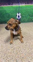 Shelter Stray Female Dog last seen LAS, Doral, FL 33122