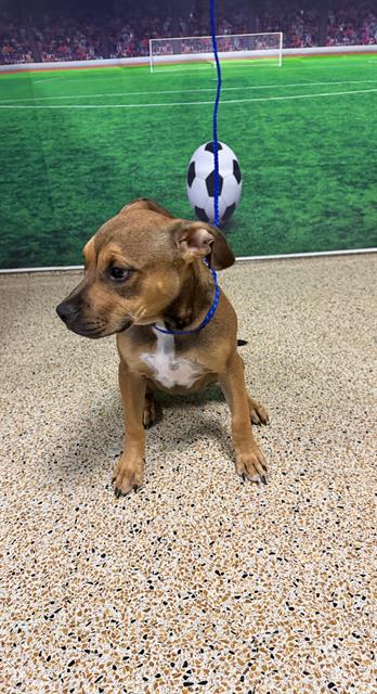 Shelter Stray Female Dog last seen Near BLOCK SW 143 CT, Doral, FL 33122