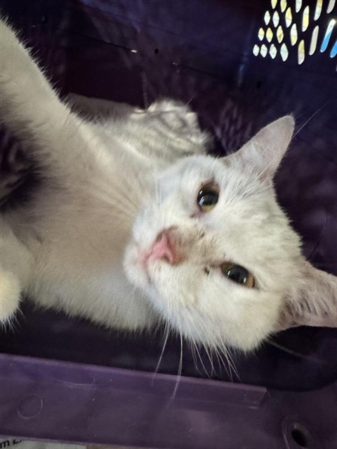Shelter Stray Female Cat last seen OFFICER SCHNEIDER PARK, Brentwood, MO 63144