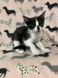 Shelter Stray Female Cat last seen , Castaic, CA 91384
