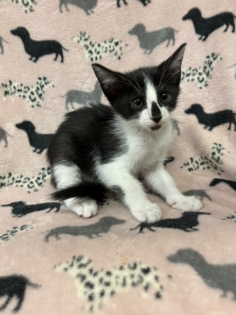 Shelter Stray Female Cat last seen , Castaic, CA 91384