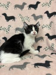 Shelter Stray Female Cat last seen , Castaic, CA 91384