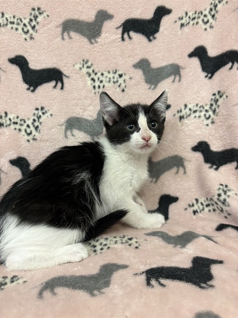 Shelter Stray Female Cat last seen , Castaic, CA 91384