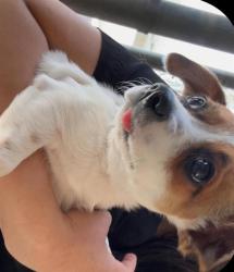Shelter Stray Female Dog last seen Near BLK COLUMBUS ST, BAKERSFIELD, CA, Bakersfield, CA 93307