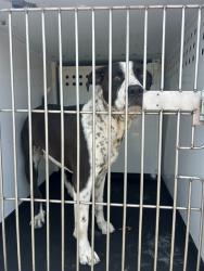 Shelter Stray Male Dog last seen Near BLK PLATEA ST, BAKERSFIELD, CA, Bakersfield, CA 93307