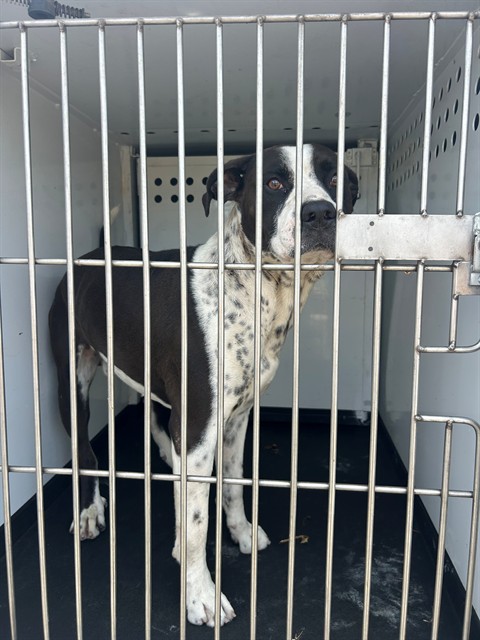 Shelter Stray Male Dog last seen Near BLK PLATEA ST, BAKERSFIELD, CA, Bakersfield, CA 93307