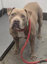Shelter Stray Male Dog last seen , Tucson, AZ 85745