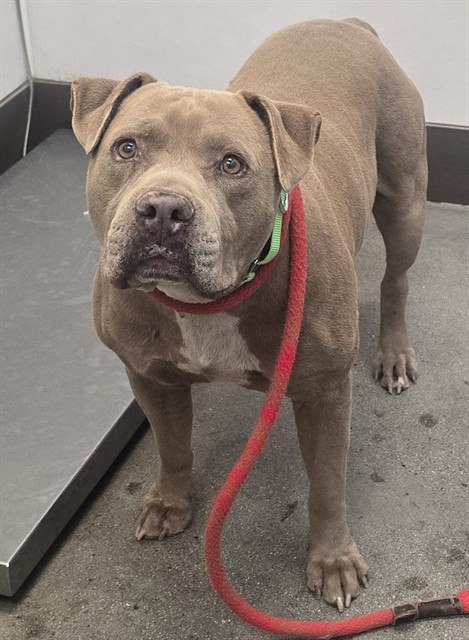 Shelter Stray Male Dog last seen , Tucson, AZ 85745