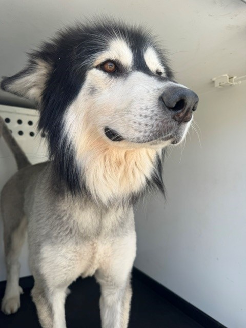 Shelter Stray Male Dog last seen Near BLK VILLA ELEGANTE DR, BAKERSFIELD CA, Bakersfield, CA 93307