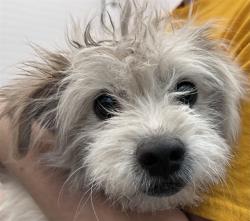 Shelter Stray Male Dog last seen , Tucson, AZ 85745