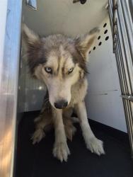 Shelter Stray Male Dog last seen Near BLK DALEN PL, BAKERSFIELD CA, Bakersfield, CA 93307
