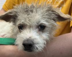 Shelter Stray Male Dog last seen , Tucson, AZ 85745
