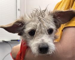 Shelter Stray Male Dog last seen , Tucson, AZ 85745