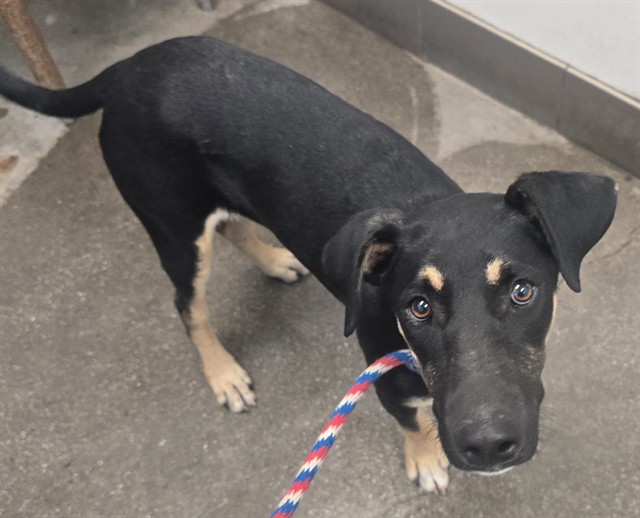 Shelter Stray Male Dog last seen , Tucson, AZ 85745
