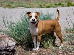 Shelter Stray Male Dog last seen Near BLOCK CAMINO DE LOS RANCHOS CHIMAYO NM 87522, Santa Fe, NM 87507
