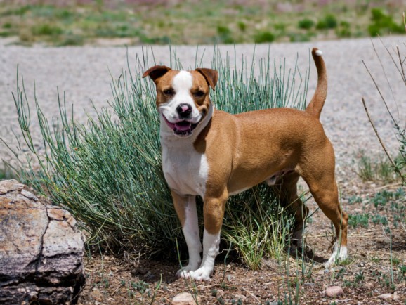 Shelter Stray Male Dog last seen Near BLOCK CAMINO DE LOS RANCHOS CHIMAYO NM 87522, Santa Fe, NM 87507