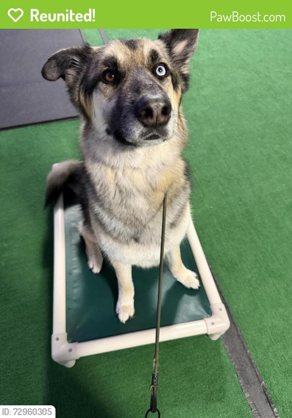 Reunited Male Dog last seen Corner of st marks and Frenchtown road , Perryville, MD 21903