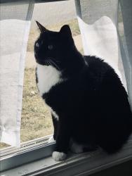Lost Female Cat last seen Ballantyne Brae and Holland Ave, Utica, NY 13501